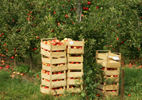Apfel-Ernte